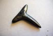 Damascus Shark Tooth Pendant