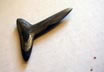 Damascus Shark Tooth Pendant