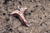 Mokume Shark Tooth Pendant
