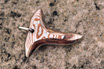 Mokume Shark Tooth Pendant