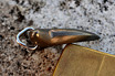 Stainless Damascus Shark Tooth Pendant